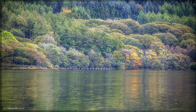 Autumnal - Trees and Reflections on Coniston Water DSC_4222