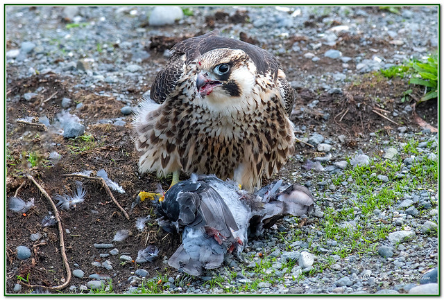 Peregrine Falcon ( Tundra )