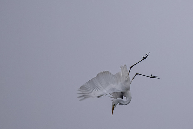 Silberreiher im Sturzflug / Great White Egret swooping