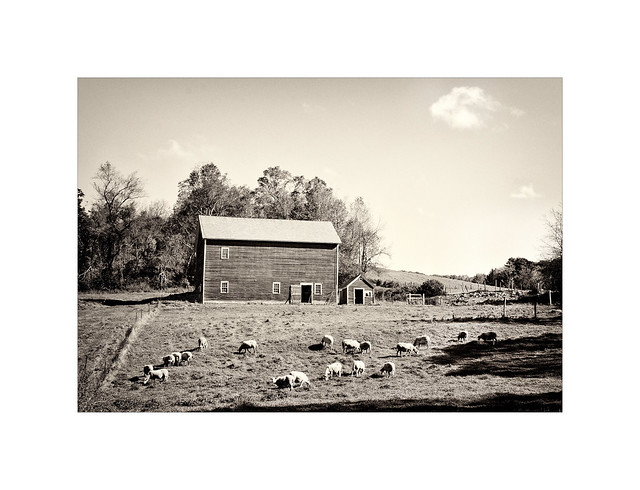 Sheep Farm, Middletown Springs, VT