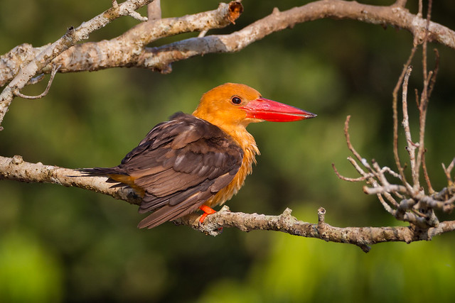 Brown winged Kingfisher | Odisha