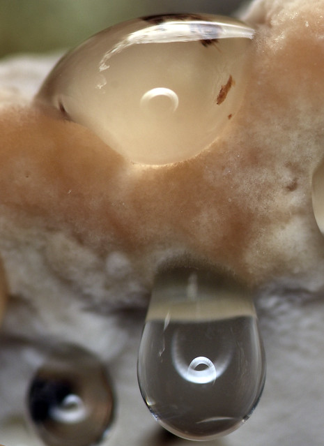 droplets on outer rim, white cheese polypore