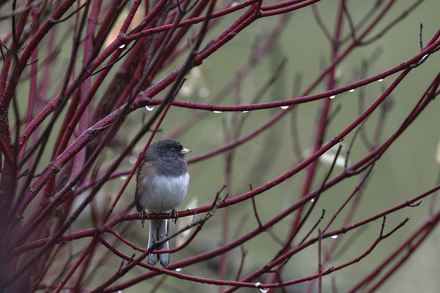 Wet junco on a red twig