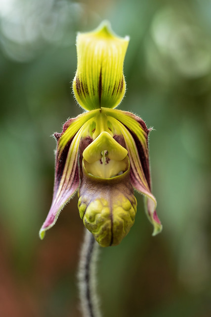 Paphiopedilum sangii; Orchidaceae (1)