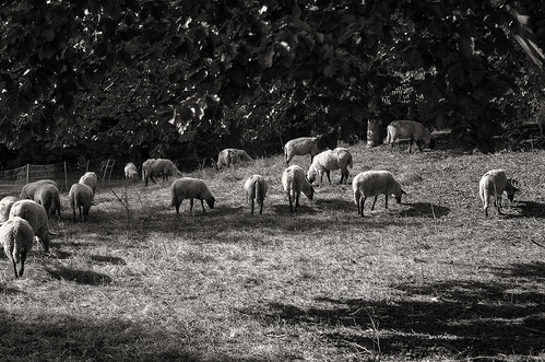 20211016 IMGP1167 schapen in Maastricht zwwt 150dpi | by Eric van Muijen