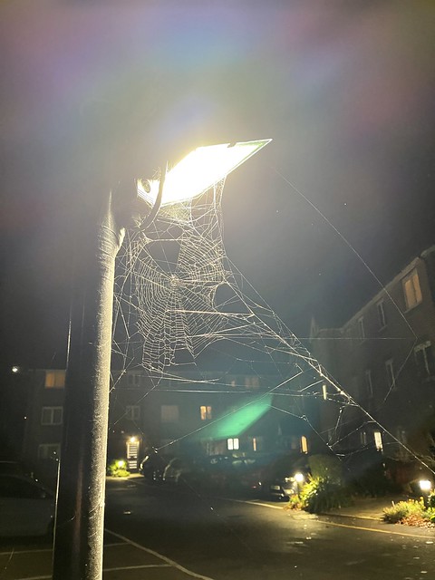 Cobweb under streetlight