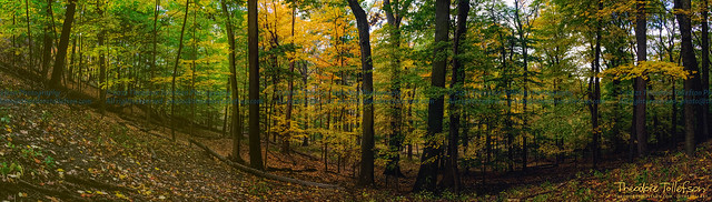 Fall Forest Panorama by Theodore Tollefson