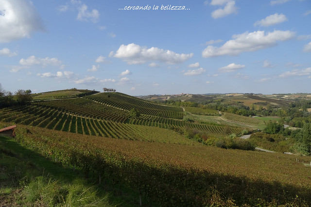 I VIGNETI DEL RUCHE'. Il Ruchè è un vino rosso DOCG prodotto da una vite autoctona su una superficie di soli 110 ettari. Castagnole Monferrato, Piemonte, ITALIA.