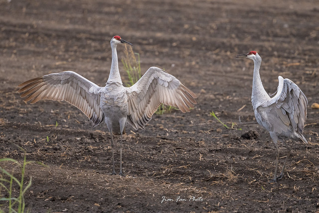Dancing sandhill cranes