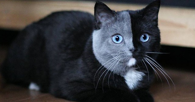 Cute cat black and blue