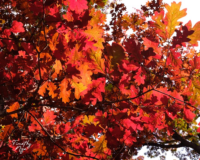 Autumn oaks