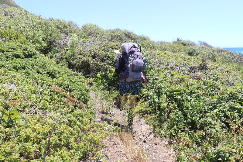 This inland section of the Lost Coast Trail hasn't been maintained and the poison oak is beginning to encroach