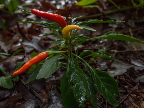 Fall peppers