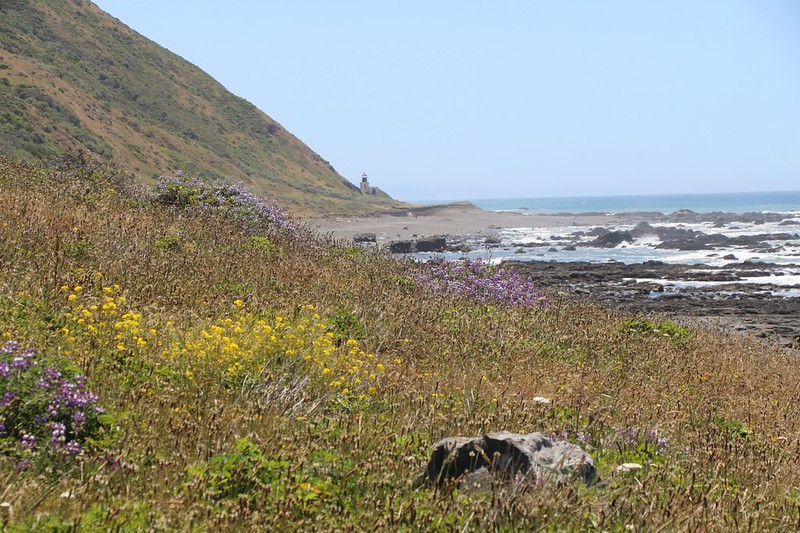The Punta Gorda Lighthouse comes into view, just above the Spring flowers, heading south on the Lost Coast Trail