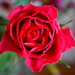 a red red rose