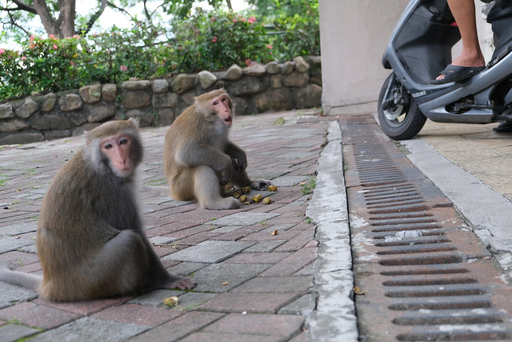 4獼猴吃著固定餵食客提供的龍眼。劉羽芯攝。