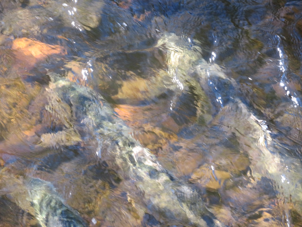 Fish spawning