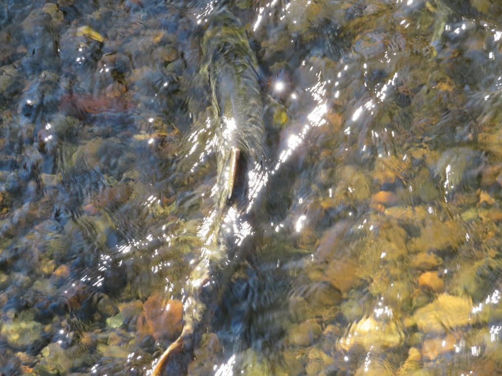 Fish Spawning on the Puntledge River