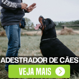Adestramento de Cães em Ipanema