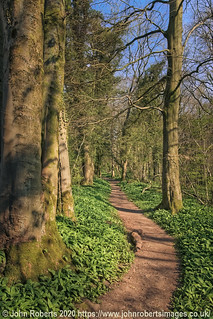 The Path Through The Woods With A Carpet Of Wild Garlic (Ramsons) in  Fleagarth Wood, Silverdale.