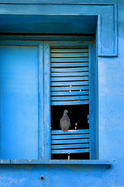 Pigeon at guard