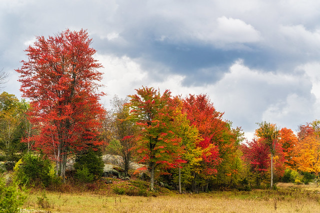 Fall Color in the Meadow
