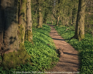The Path Through The Woods With A Carpet Of Wild Garlic (Ramsons) in  Fleagarth Wood, Silverdale.