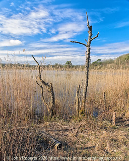 The Ponds and Reed Beds Of Foulshaw Moss. Foulshaw Moss is a raised bog in Cumbria, England owned by the Cumbria Wildlife Trust.