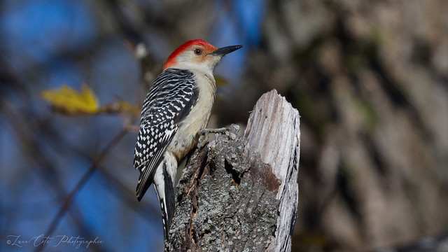 Red-bellied Woodpecker / Pic à ventre roux ( M )