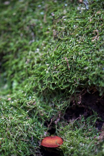 cap in green | by primemundo
