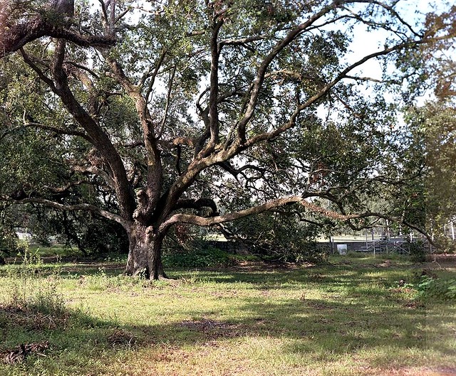 Large Format - Oak Tree At City Park