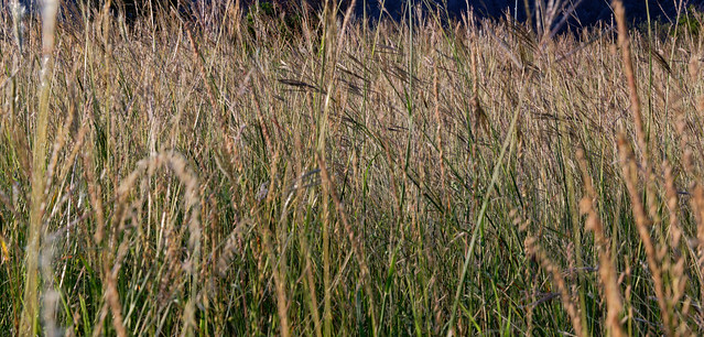 Tall Grasses While Walking The Window View Trail (Big Bend National Park)