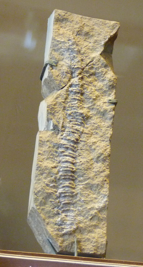 Acantherpestes major (10-9-21 Naturistorisches Museum Wien, leg in Greewood County, Kansas)