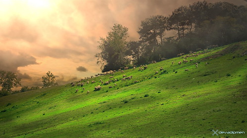 flockofsheep fog istanbul landscapephotographer naturephotographer paşaköy plateau ruralarea sheep türkiye woods