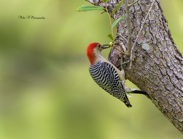 Red-bellied Woodpecker,male