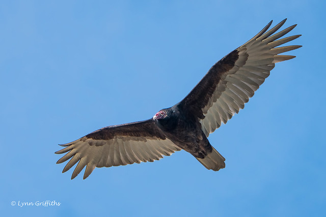 Turkey Vulture 502_5634.jpg