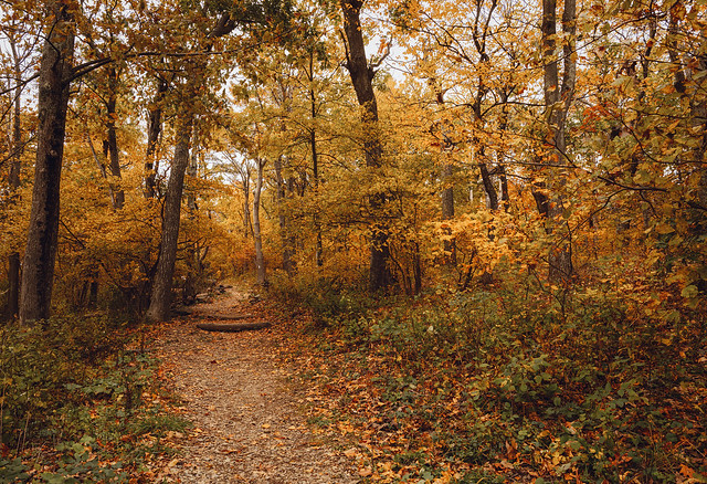 An hiking trail in the forest with autumn colors