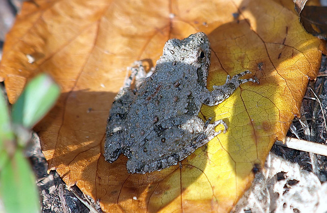 Cricket Frog On Autumn Leaf