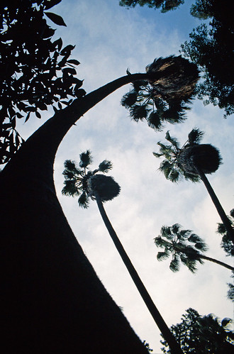 Palm Tree Silhouettes (1)
