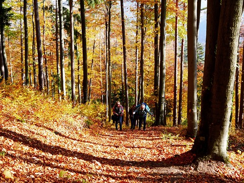 Aufstieg im Wald / Ascent in the forest | by rudi_valtiner