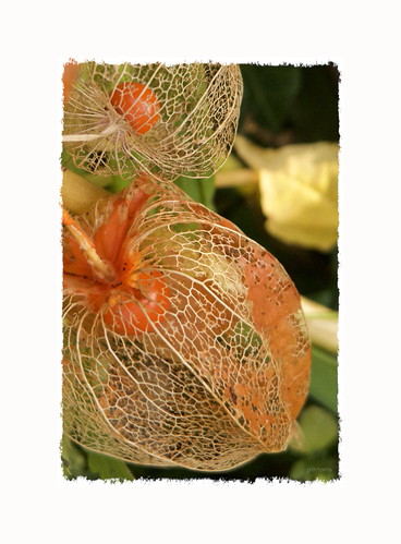 physalis skeletons | by piktorio