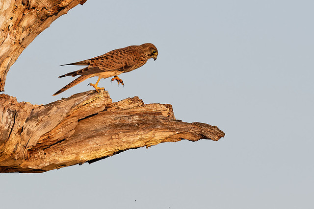 Faucon crécerelle - Falco tinnunculus - Common Kestrel - Turmfalke - Cernícalo vulgar - Gheppio comune