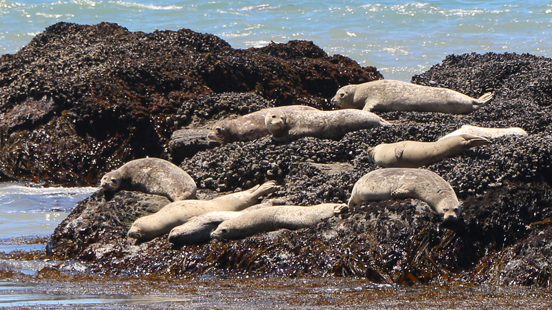 Zoomed-in view of seals sunning themselves on some mussel-covered offshore rocks on the Lost Coast Trail