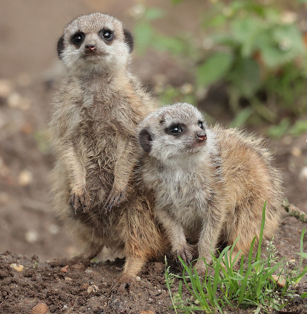 Meerkat Burgerszoo 9K2A2126