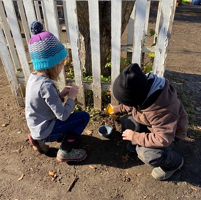 peeling maple seeds from their pods and planting them