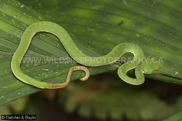 67116 Siamese Peninsula Pit Viper (Trimeresurus fucatus), juvenile resting on a palm leaf in montane rainforest, Fraser’s Hill, Pahang, Malaysia. IUCN=Least Concern.