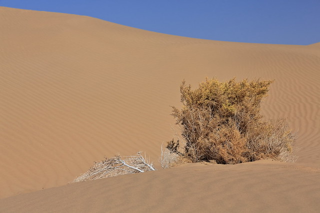 Unidentified isolated dry shrub. Badain Jaran Desert-Inner Mongolia-China-1209