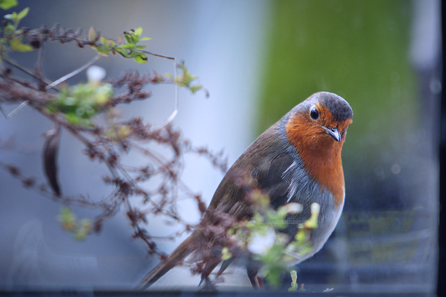 Robin At the Window