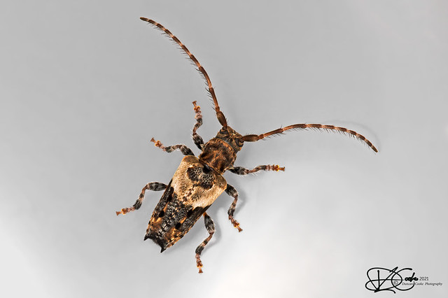 B57I0112-Lesser-Thorn-tipped-Longhorn-Beetle,-Pogonocherus-hispidus