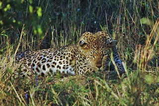 Leopard Resting In The Shadows (Panthera pardus)